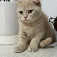 توله اسکاتیش ۲ ماهه|گربه|مشهد, وکیل‌آباد|دیوار