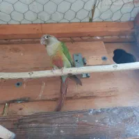 گرینچیک نر|پرنده|بندرعباس, |دیوار