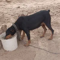 یک ماده دوبرمن فروشی|سگ|ریگان, |دیوار