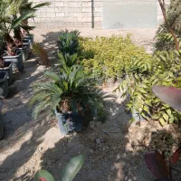 پالم واشینگتن، یاس هلندی، نهال میوه|گل و گیاه طبیعی|شهریار, کردزار|دیوار