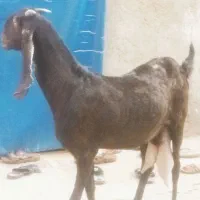 بز و بره جوان بزرگ و هیکلی نژاد چند قلو زا و شیری