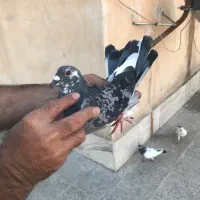 کفتر|پرنده|تهران, فلاح|دیوار