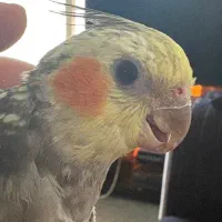 عروس هلندی مولد|پرنده|شیراز, جوادیه|دیوار