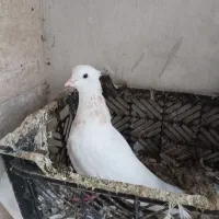 ۳عددکبوتر سرور و طوقی نر|پرنده|لنگرود, |دیوار