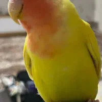 طوطی برزیلی دستی