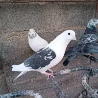 کبوتر فروشی تضمینی|پرنده|سیرجان, |دیوار