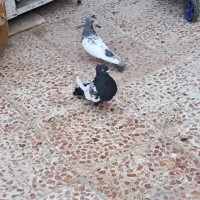 سینه کوهی وسینه سیاه|پرنده|باوی, |دیوار