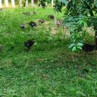 فروش بوقلمون اورگانیک