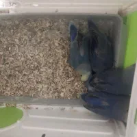 طوطی برزیلی