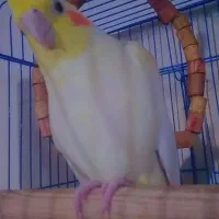 جفت عروس هالندی نر و ماده