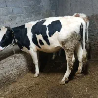 گوساله هلشتاین|حیوانات مزرعه|ویلکیج, |دیوار