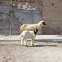 گوسفند مطفل بابره نر شرط جنی قیمت 160/000/000|حیوانات مزرعه|اهواز, منازل کارون|دیوار