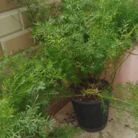 فروش گل‌های اپارتمانی