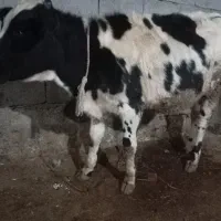 گوساله ماده هلشتاین