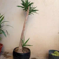 گل یوکا تنه دار