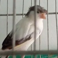 قناری نر بخون،ماده،جوجه رسمی صحیح سالم سلامت