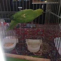 طوطی ملنگ ماده آماده