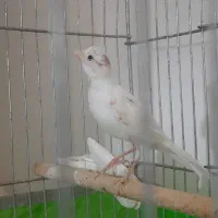 جوجه قناری سفید