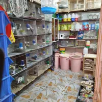 کبوتران زینتی ساعتی مسافتی|پرنده|ایوان, |دیوار