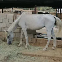 اسب مادیون ترکی مگسی قدیمی