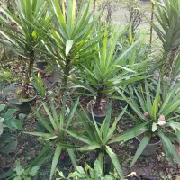 فروش یوکا داخل گلدان و رو زمین