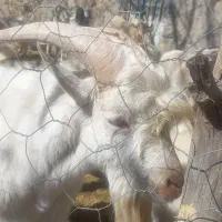 فروش نربز سانن فرانسه|حیوانات مزرعه|بافت, |دیوار