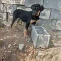 حیوانات سگ ژرمن