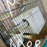 عروس هلندی جفت|پرنده|قم, ولیعصر|دیوار