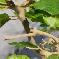 بنسای بنجامین مصنوعی در ارتفاع ۴۶ سانتیمتر|گل مصنوعی|تهران, خواجه نظام الملک|دیوار