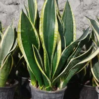 فروش ویژه کرواتی ابلق بصورت ریشه لخت وگلدانی|عمده‌فروشی|بهشهر, |دیوار