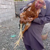 چندتا خروس افغان برای فروش