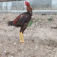 خروس لاری