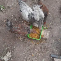 جوجه مرغ وخروس چهار ماهه