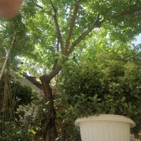 منزل ویلایی 15 متر حاشیه خیابان سجاد