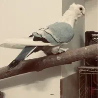 کبوتر بلژیکی نر