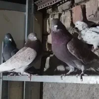 کبوتر پرشی نر