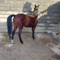 اسب مادیان کورد