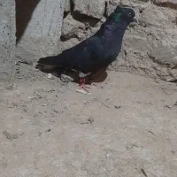 ماده اشعل سیاه
