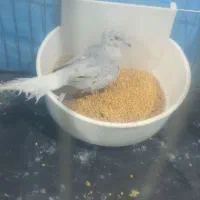 کبوتر قفسی|پرنده|بندر ماهشهر, |دیوار