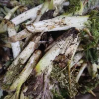 منه تازه وخوش مزه