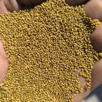 بذر یونجه|خدمات باغبانی و درختکاری|اردبیل, |دیوار