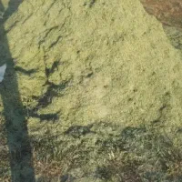 یونجه درجه 1|خدمات باغبانی و درختکاری|دهگلان, |دیوار