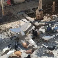 کبوتررنگی|پرنده|فسا, |دیوار