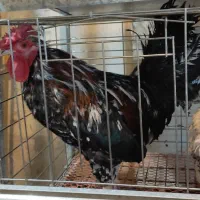 فروش نیمچه مرغ و خروس