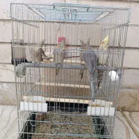 فروش ۵ عدد عروس هلندی مولد