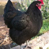 فروش انواع نژادهای زینتی مرغ و خروس|حیوانات مزرعه|فراشبند, |دیوار