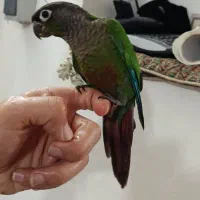 گرینچیگ