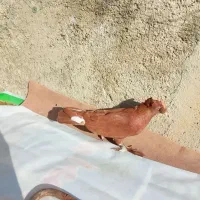 کبوتر|پرنده|مبارکه, |دیوار