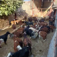 سلام گوسفند فروشی