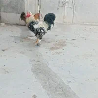 خروس